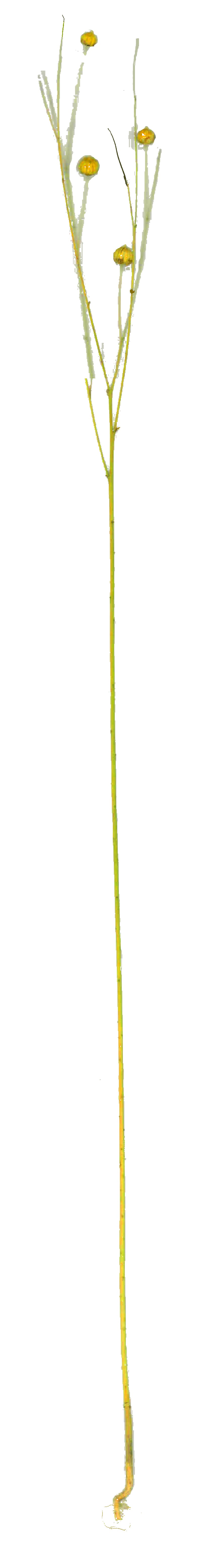flax